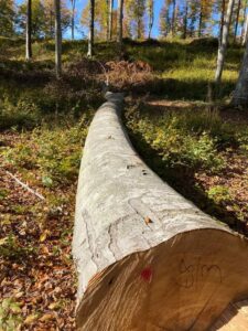 Bois de chauffage sec